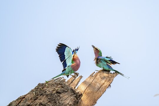 Forked Roller (Coracias caudatus), with open wing, mating behaviour, two birds on a branch in front of a blue sky, Kruger National Park, South Africa