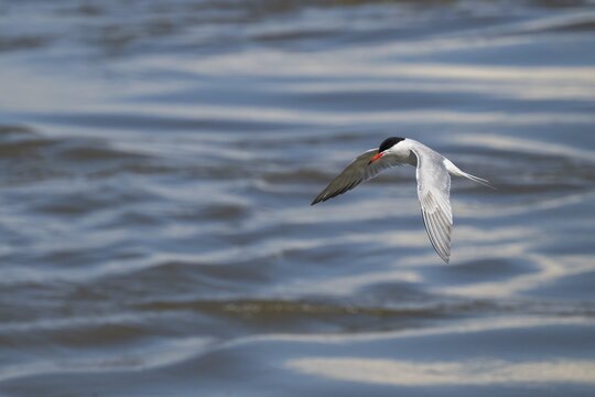 Arctic Arctic Tern (Sterna paradisea) in flight, Wadden Sea, North Frisia, Schleswig-Holstein, Germany