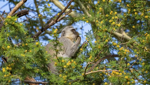 Southern vervet monkey (Chlorocebus pygerythrus) sitting in a flowering tree, eating yellow flowers of an acacia tree, Kruger National Park, South Africa