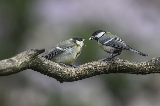 Great tits (Parus major), feeding young birds, Emsland, Lower Saxony, Germany