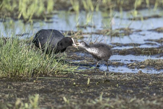 Common coot (Fulica atra) with juvenile, Lower Saxony, Germany