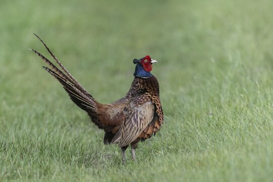Hunting pheasant (Phasianus colchicus), calling, Emsland, Lower Saxony, Germany