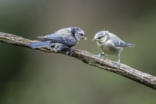 Blue tits (Parus caerulea), adult bird feeding young, Emsland, Lower Saxony, Germany