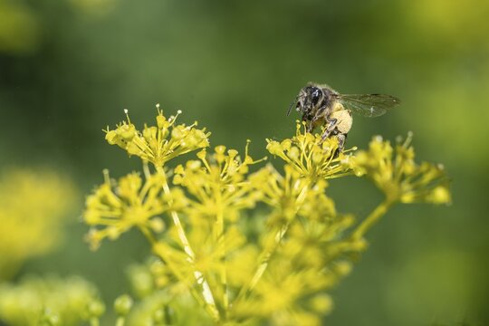 Honey bee (Apis mellifera) a Yellow umbel (Smyrnium perfoliatum), Emsland, Lower Saxony, Germany