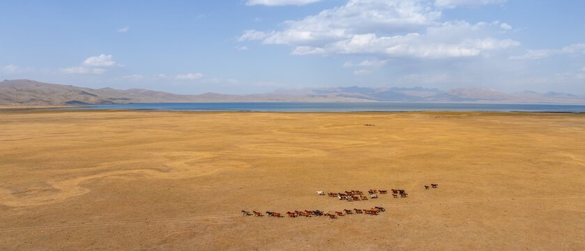 Herd of horses, Aerial view, Vast empty landscape at the mountain lake Song Kul in autumn, Moldo Too Mountains, Naryn region, Kyrgyzstan