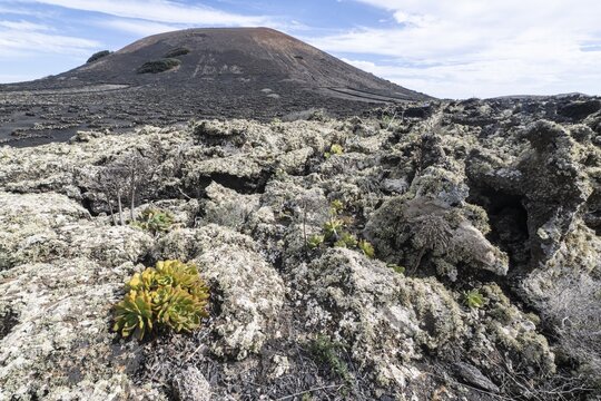 Lava landscape overgrown with lichens and succulents, in the background vineyards protected by dry stone walls, Lanzarote, Canary Islands, Spain