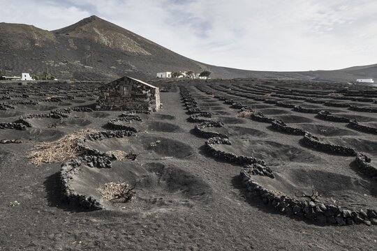 Wine growing in volcanic ash pits protected by dry stone walls, Yaiza, Lanzarote, Canary Islands, Spain