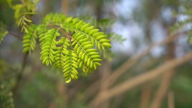 Green pinnate leaves on a tree branch. slowmotion