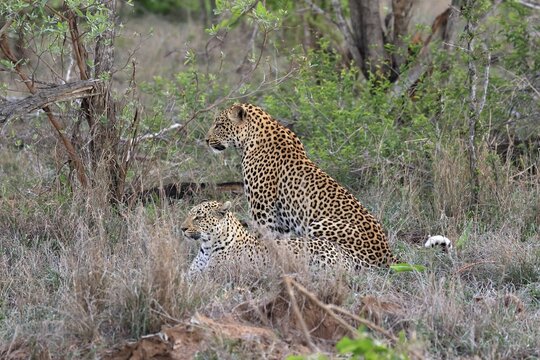 Leopard (Panthera pardus), adult, pair, mating, Sabi Sand Game Reserve, Kruger National Park, Kruger National Park, South Africa
