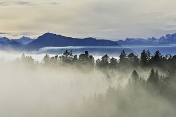 Forest shrouded in fog, the Rigi in the background, Horben viewpoint, Lindenberg, Freiamt, Canton Aargau, Switzerland