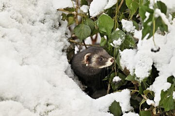 European polecat (Mustela putorius) or wood polecat, looking out of snow-covered bushes, captive, Switzerland
