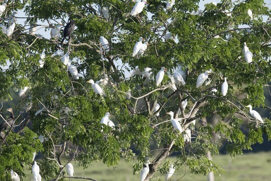 Western Cattle Egrets, Bubulcus ibis, roosting in a tree, late afternoon, Amazon Basin, Brazil