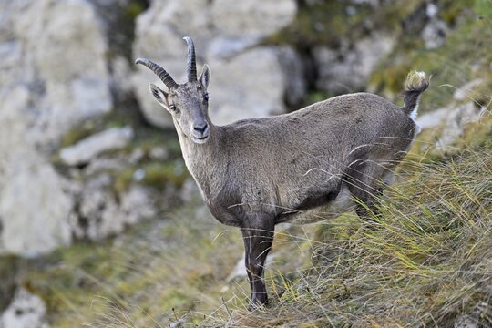 Alpine ibex (Capra ibex), with the eye disease chamois blindness (also known as chamois blindness), Canton of St. Gallen, Switzerland