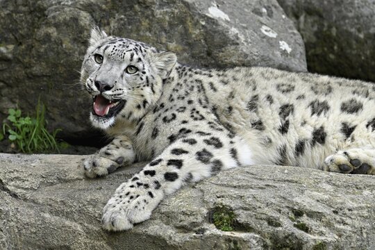 Snow leopard (Uncia uncia), lying on rocks, captive, Switzerland