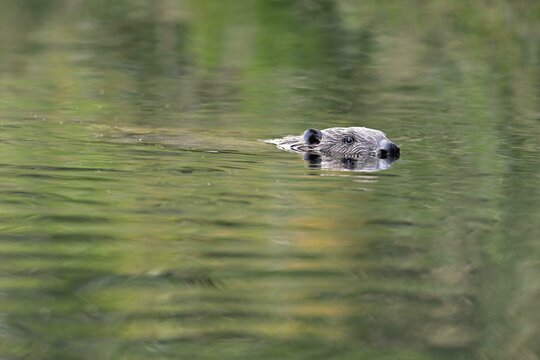 Eurasian beaver, european beaver (Castor fiber), swimming in the river, Freiamt, Canton Aargau, Switzerland