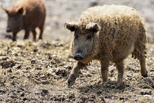 Woolly pig or Mangalica pig, Hungary