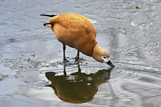 Ruddy shelduck (Tadorna ferruginea), standing on ice, Switzerland