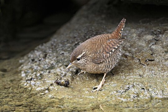 Eurasian wren (Troglodytes troglodytes), standing on a stone at the edge of a waterhole, Switzerland