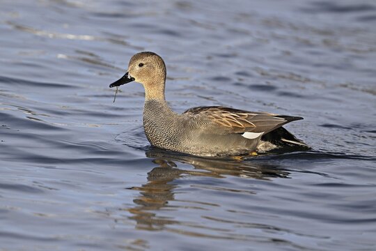 Adult gadwall (Mareca strepera), male swimming on Lake Zug, Switzerland