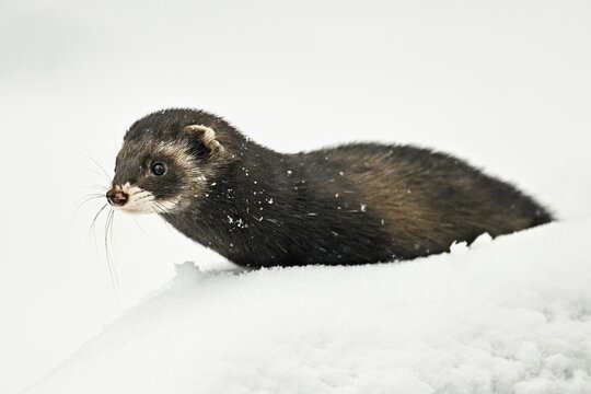 European polecat (Mustela putorius) or wood polecat, sitting in the snow, captive, Switzerland