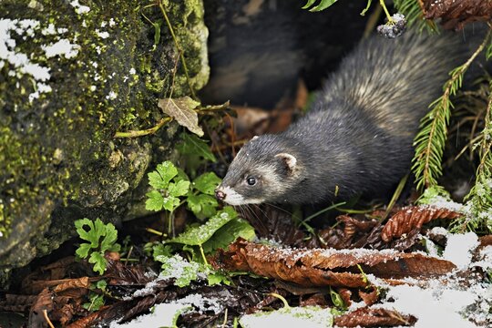 European polecat (Mustela putorius) or woodland polecat, looking out of the bushes, captive, Switzerland