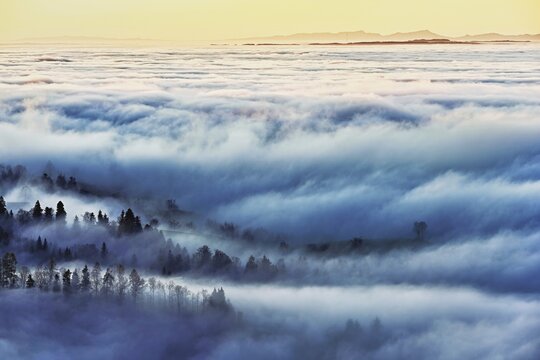 Forest shrouded in fog, Canton Zug, Switzerland