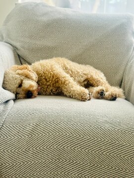 Cute puppy asleep on her side on big luxurious chair