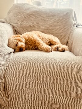 Cute teddy bear puppy asleep on luxury chair