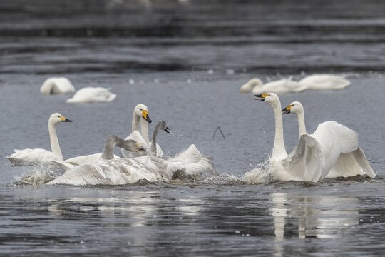 Tundra swans (Cygnus bewickii), fighting, Emsland, Lower Saxony, Germany