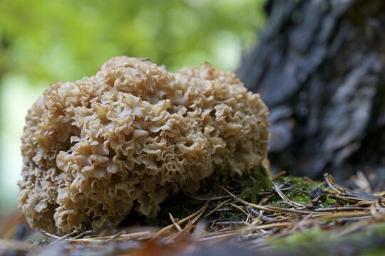 Wood cauliflower fungus (Wood Cauliflower crispa), Hesse, Germany
