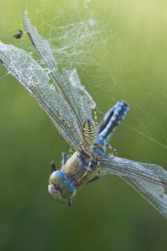 Wasp spider (Argiope bruennichi) with king dragonfly (Anax imperator), Emsland, Lower Saxony, Germany