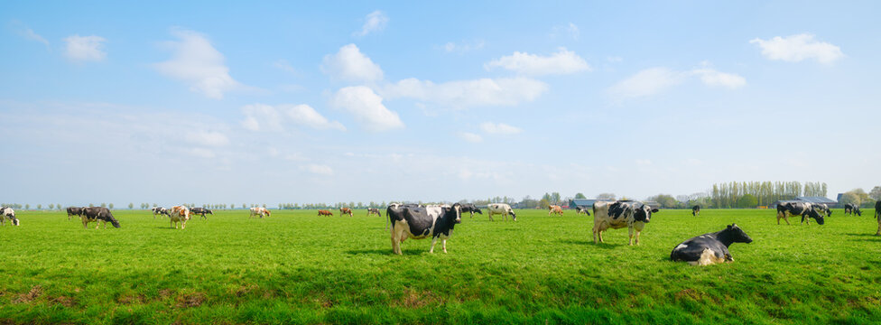 A scenic view of cattle grazing freely on a rural meadow during a sunny day. The image features a healthy herd under a vibrant sky with soft clouds.