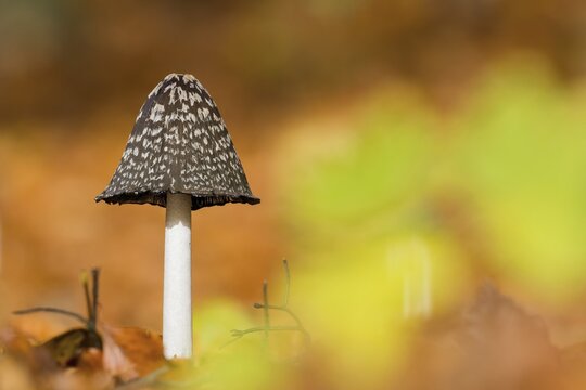 Magpie fungus (Coprinopsis picacea), Hesse, Germany