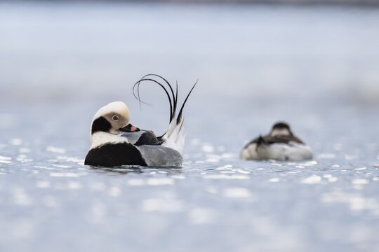 Long-tailed duck (Clangula hyemalis), male in splendour plumage during plumage care, Batsfjord, B&aring;tsfjord, Varanger Peninsula, Finnmark, Northern Norway, Norway