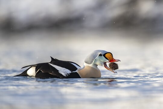 King eider (Somateria spectabilis), also known as King Eider, male eating a sea urchin, Batsfjord, B&aring;tsfjord, Varanger Peninsula, Finnmark, Northern Norway, Norway