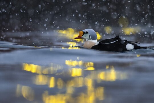 King eider (Somateria spectabilis), male, reflections of lights in the harbour, snowfall, Batsfjord, B&aring;tsfjord, Varanger Peninsula, Finnmark, Northern Norway, Norway