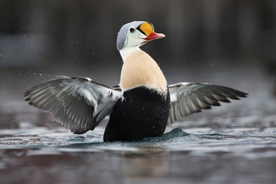 King eider (Somateria spectabilis), also known as King Eider, male with outstretched wings, Batsfjord, B&aring;tsfjord, Varanger Peninsula, Finnmark, Northern Norway, Norway