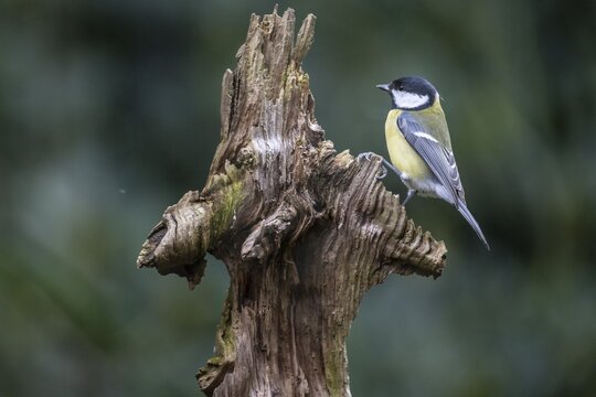Great Tit (Parus major), Emsland, Lower Saxony, Germany