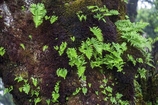 Trunk of an old laurel tree overgrown with moss and plants, old laurel forest (Laurisilva), stinkwood (Ocotea foetens), UNESCO World Heritage Site, Fanal, Madeira, Portugal