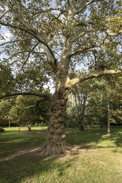 Plane tree (Platanus hispanica), Novi Sad, Serbia