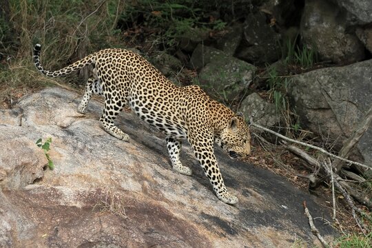 Leopard (Panthera pardus), adult, running, Sabi Sand Game Reserve, Kruger National Park, South Africa