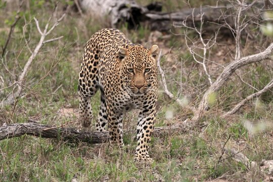 Leopard (Panthera pardus), adult, running, Sabi Sand Game Reserve, Kruger National Park, South Africa
