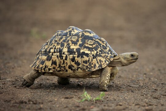Leopard tortoise (Testudo pardalis), adult, walking, foraging, Kruger National Park, South Africa