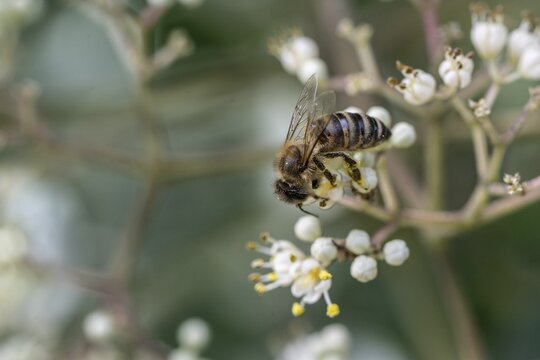 Honey bee (Apis mellifera), Emsland, Lower Saxony, Germany