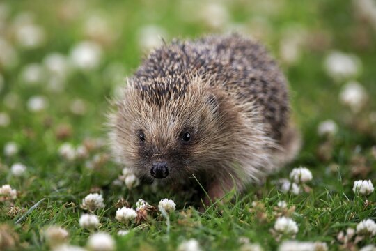 European hedgehog (Erinaceus europaeus), adult, daytime, meadow, foraging, Surrey, England, Great Britain