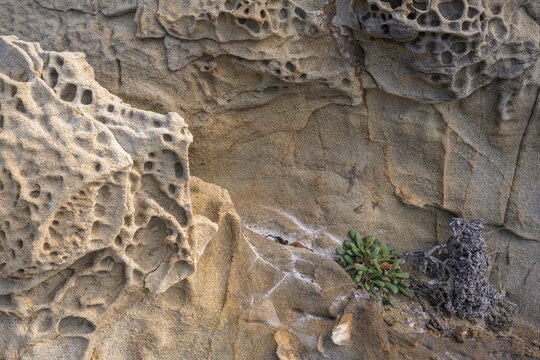 Bizarre rock formations and plant in the Buca delle Fate, Populonia, Piombino, province of Livorno, Italy