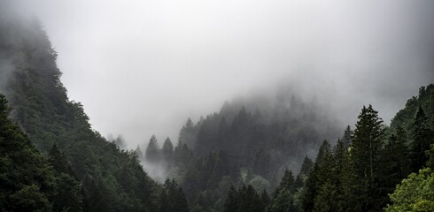 Forest in the fog, dramatic landscape, Switzerland