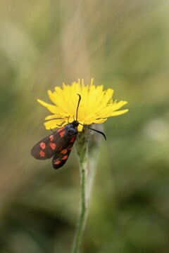 Six-spot burnet (Zygaena filipendulae), Switzerland