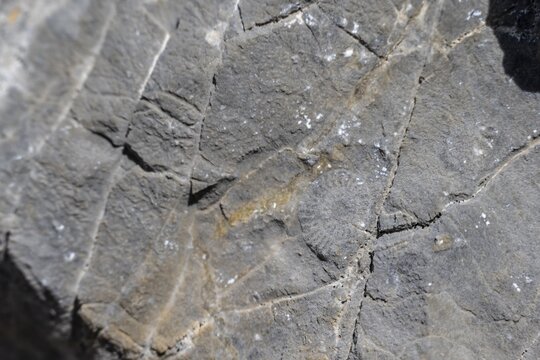 Ammonite, fossilisation in the mountains, Berchtesgaden Alps, Salzburger Land, Austria