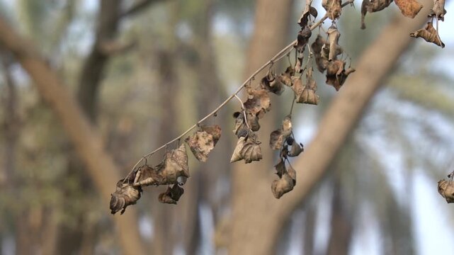 Withered brown leaves on a Ziziphus mauritiana tree branch. Slow Motion Video